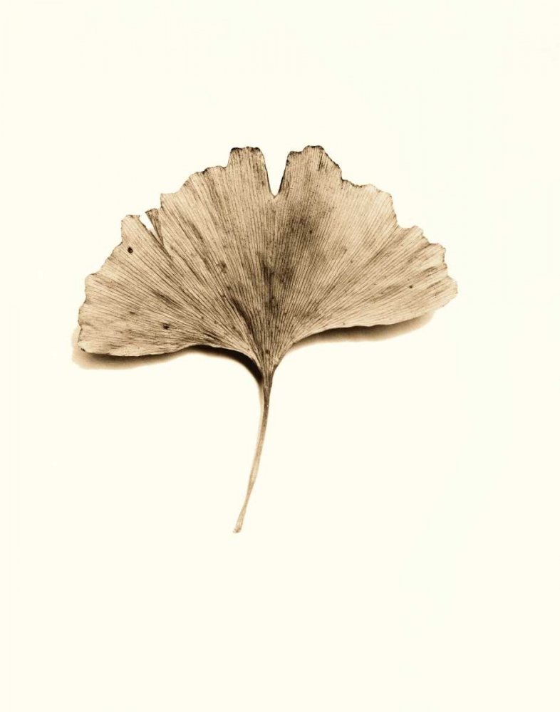 Ginkgo Leaf art print by Alan Blaustein for $57.95 CAD