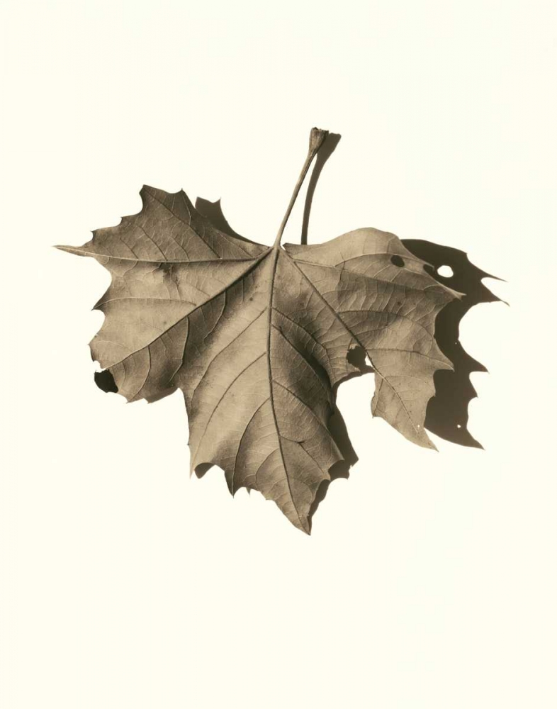 Norway Maple art print by Alan Blaustein for $57.95 CAD