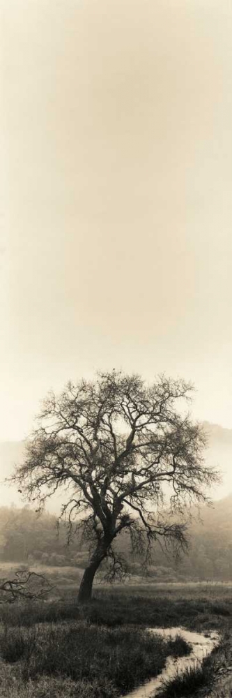 Valley Oak Tree art print by Alan Blaustein for $57.95 CAD