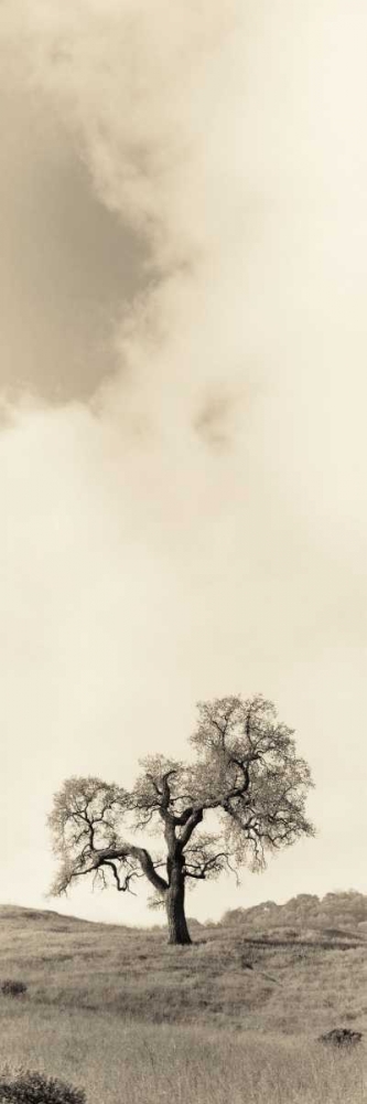 Vintage Oak Tree art print by Alan Blaustein for $57.95 CAD