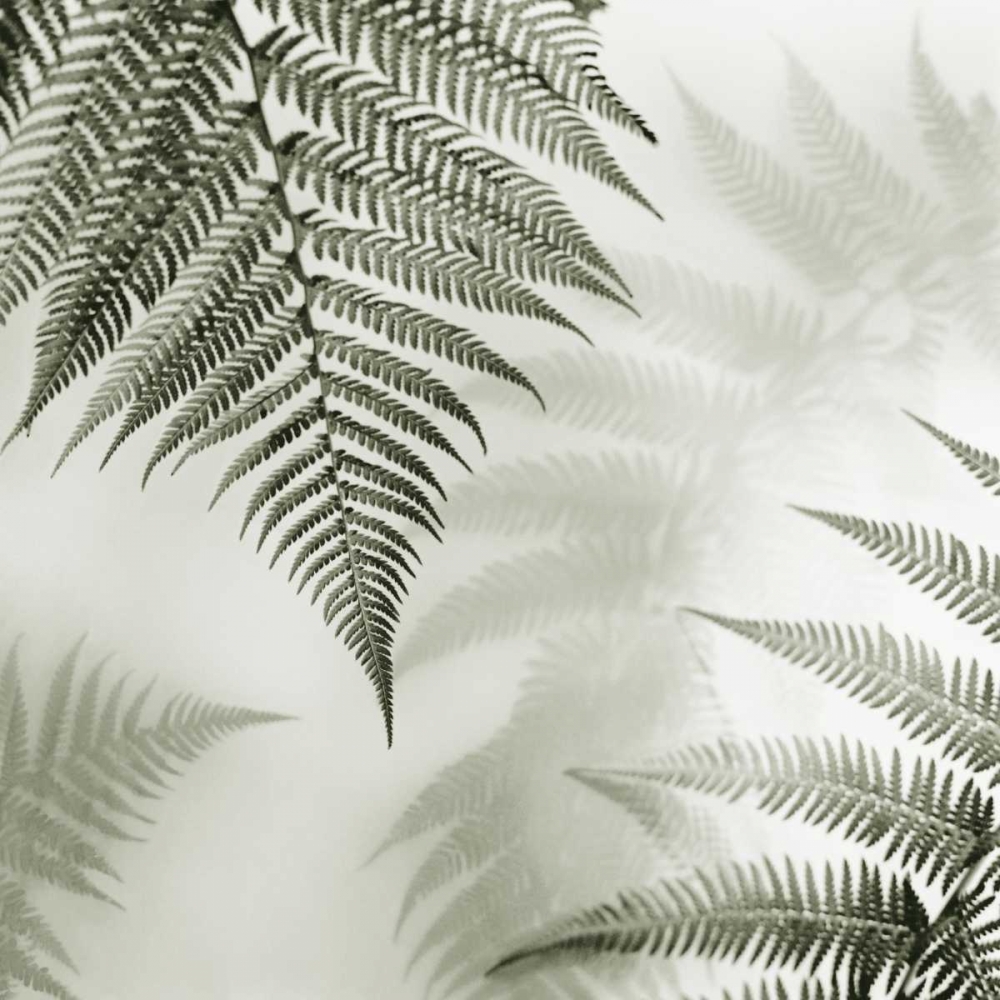 Ferns No. 1 art print by Alan Blaustein for $57.95 CAD