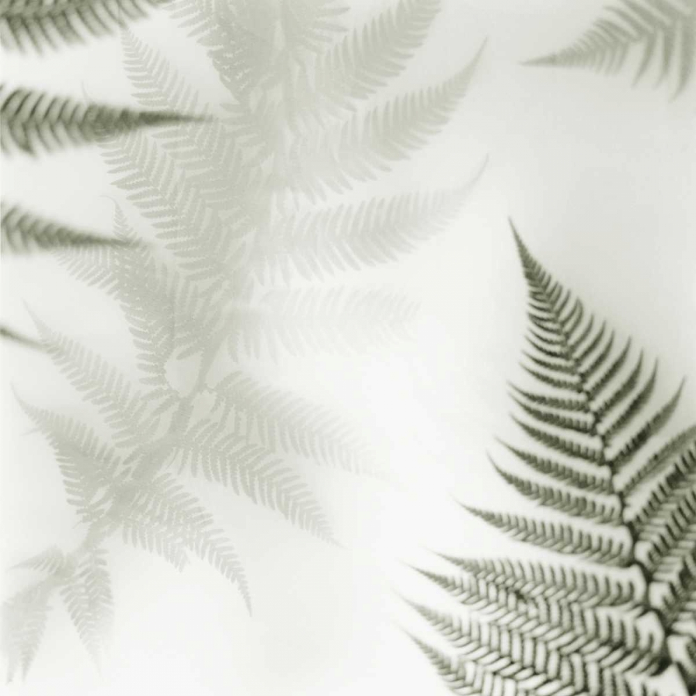 Ferns No. 2 art print by Alan Blaustein for $57.95 CAD