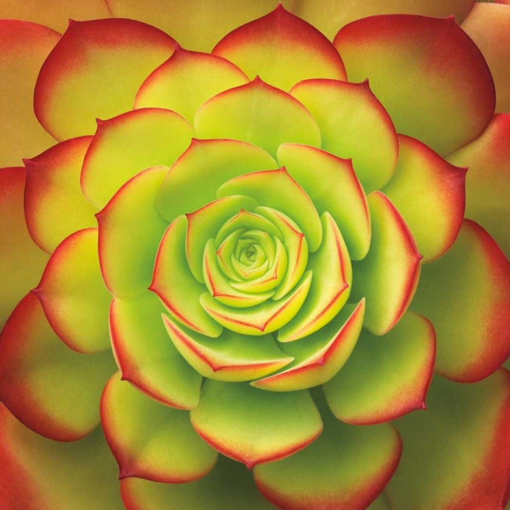 Fiery Succulent art print by Jan Bell for $57.95 CAD