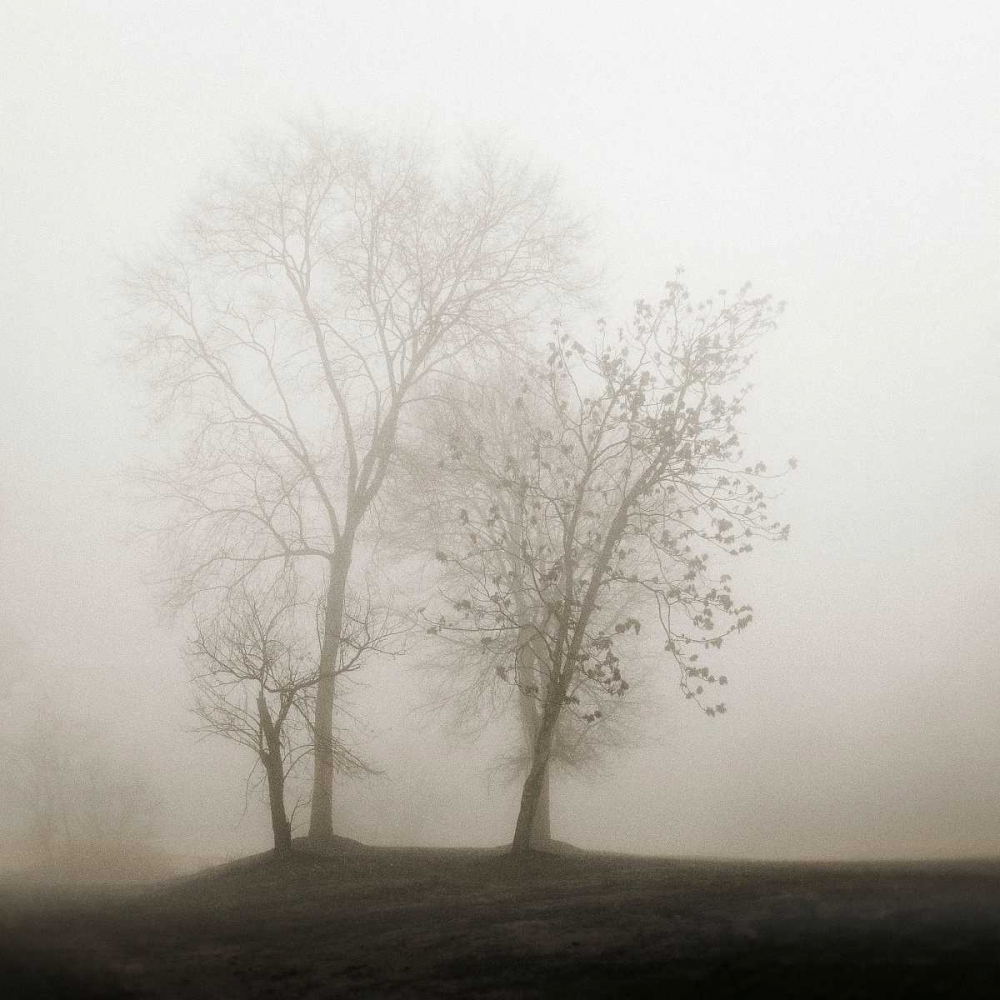 Four Trees in Fog art print by Nicholas Bell for $57.95 CAD