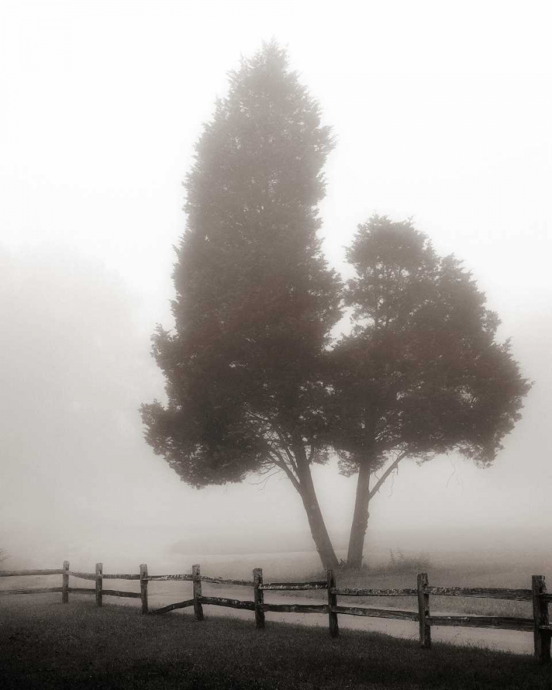 Cedar Tree and Fence art print by Nicholas Bell for $57.95 CAD