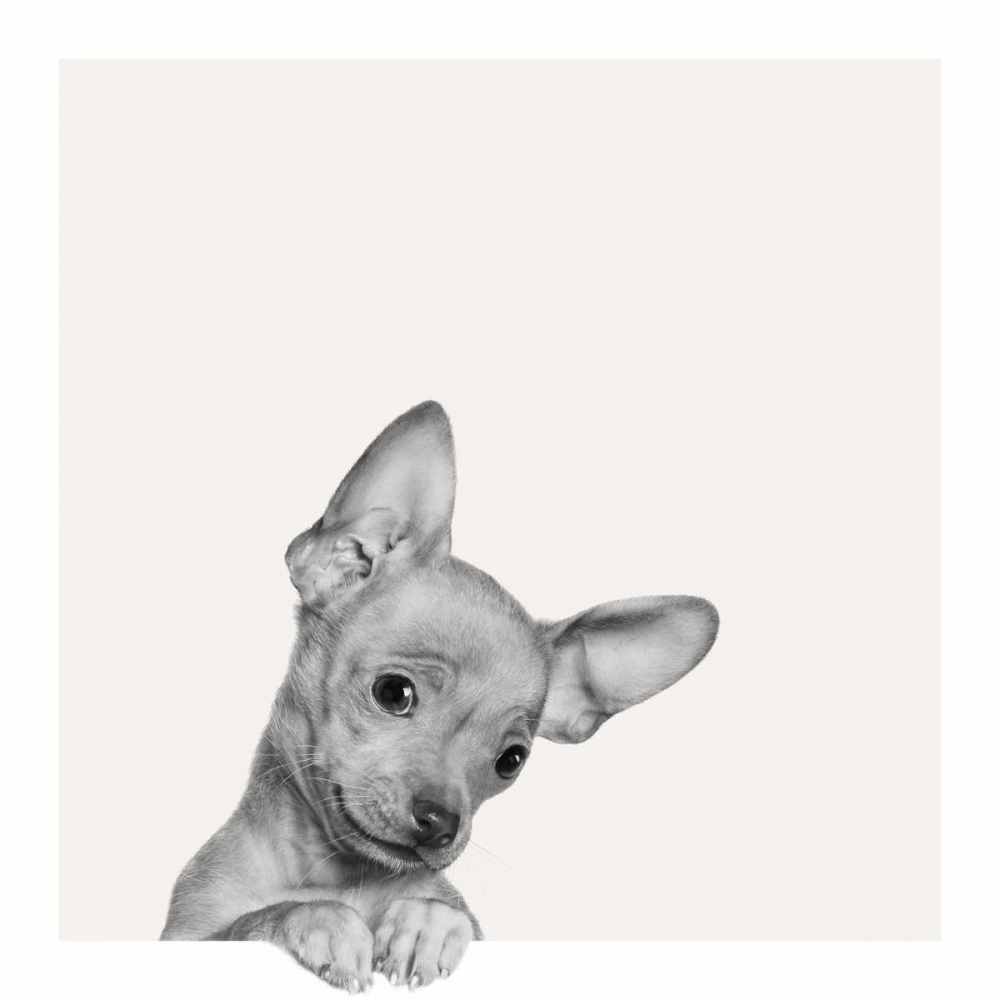 Sweet Chihuahua art print by Jon Bertelli for $57.95 CAD