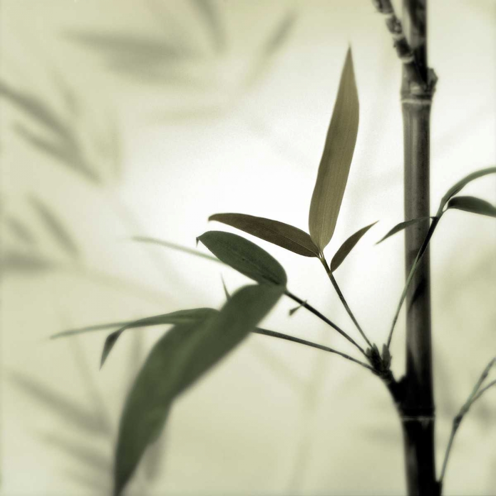 Bamboo #1 art print by Alan Blaustein for $57.95 CAD