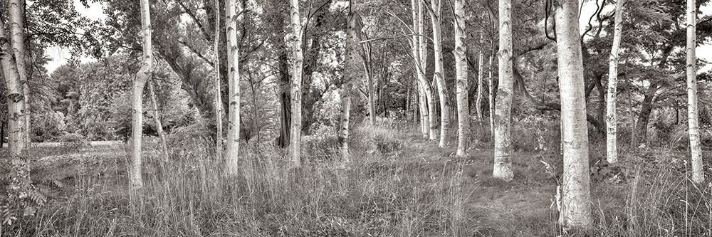 Birch Trees No.2 art print by Alan Blaustein for $57.95 CAD
