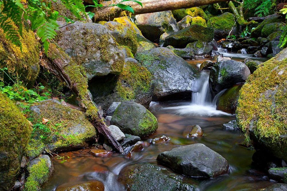 Mossy Stream art print by Michael Broom for $57.95 CAD
