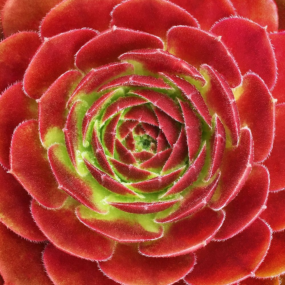 Fuzzy Red Succulent art print by Jan Bell for $57.95 CAD