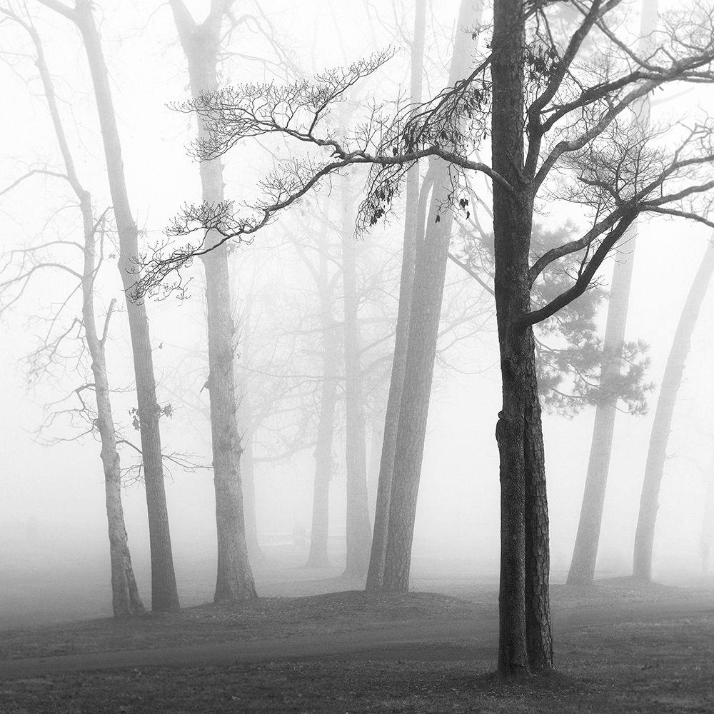 Ethereal Trees art print by Nicholas Bell for $57.95 CAD