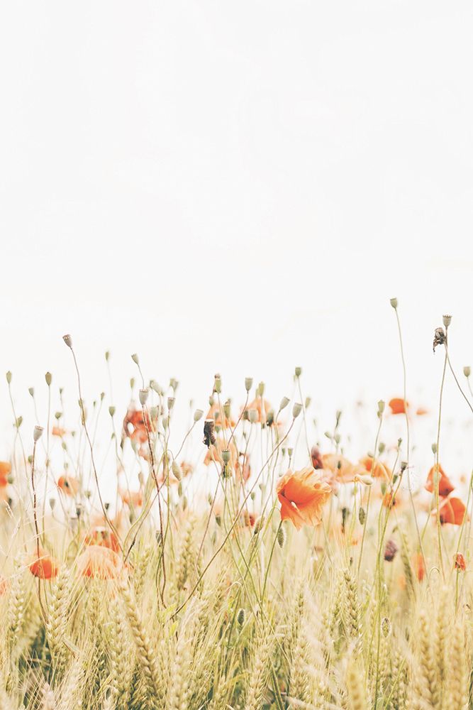 Poppy 1 art print by Krista Broadway for $57.95 CAD