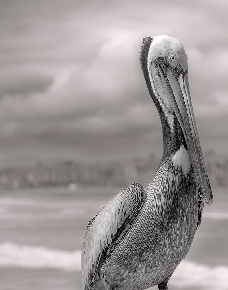 Sea Pelican art print by Murray Bolesta for $57.95 CAD