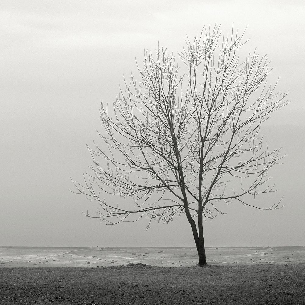 Lakeshore Tree art print by Nicholas Bell for $57.95 CAD