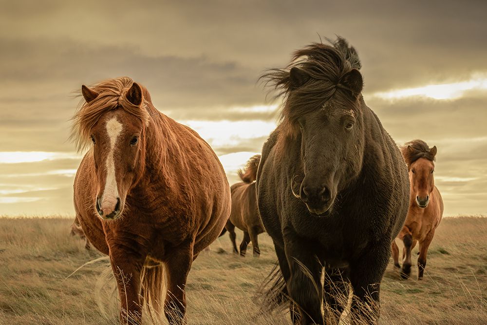 Icelandic Afterglow art print by Christy Berry for $57.95 CAD