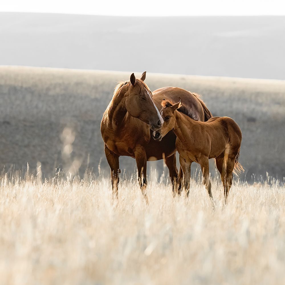 Montana Mares No. 1 art print by Christy Berry for $57.95 CAD