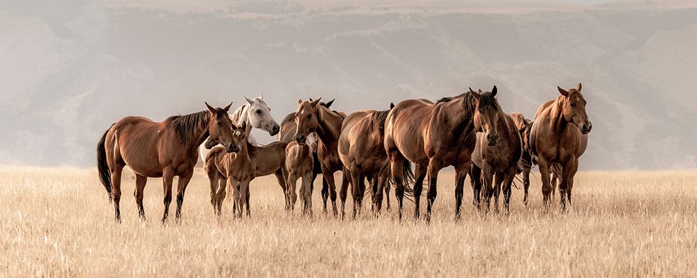 Montana Mares No. 2 art print by Christy Berry for $57.95 CAD