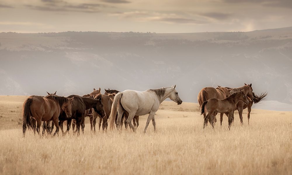 Montana Mares No. 3 art print by Christy Berry for $57.95 CAD