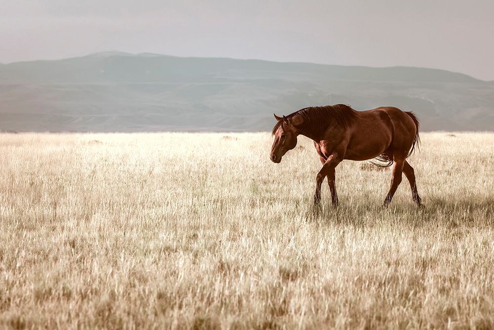 Montana Stallion No. 1 art print by Christy Berry for $57.95 CAD
