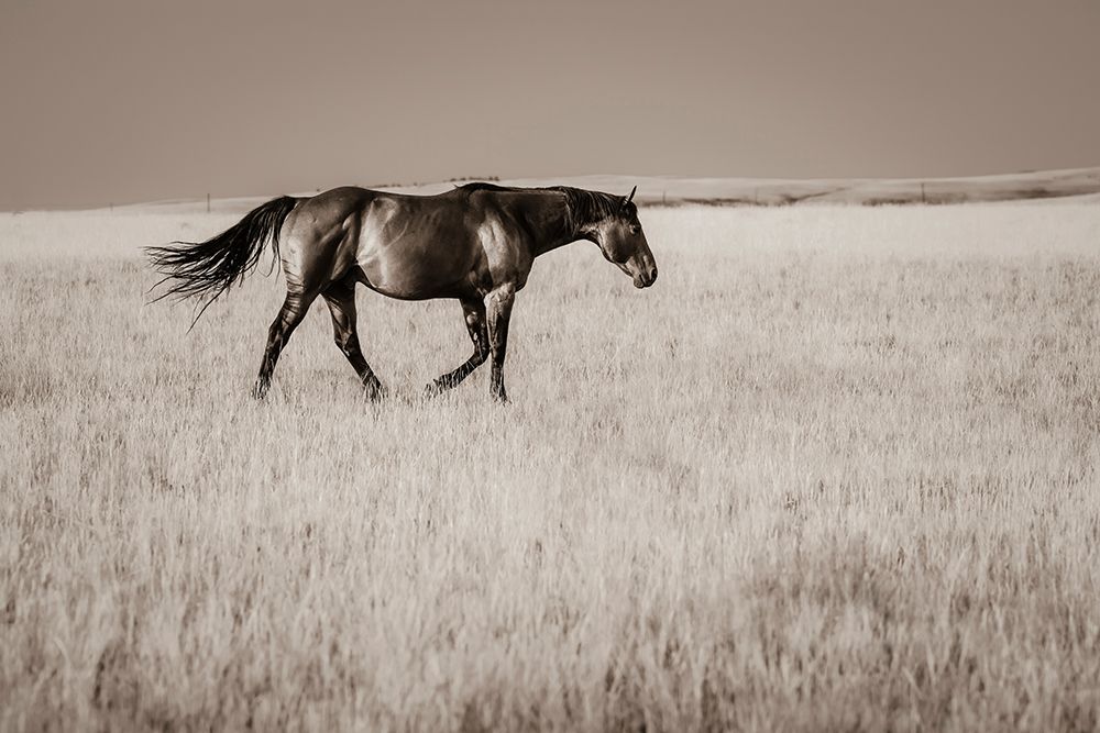 Montana Stallion No. 2 art print by Christy Berry for $57.95 CAD