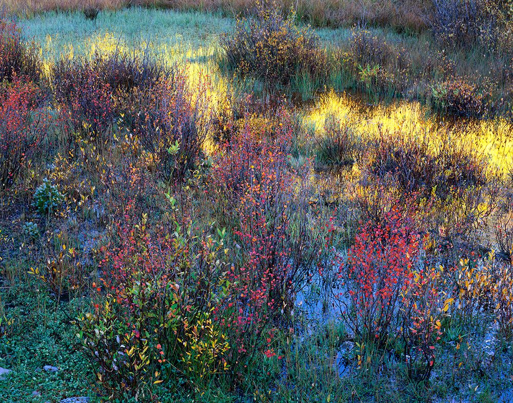 Colorful Brush and Reflection art print by Jim Becia for $57.95 CAD