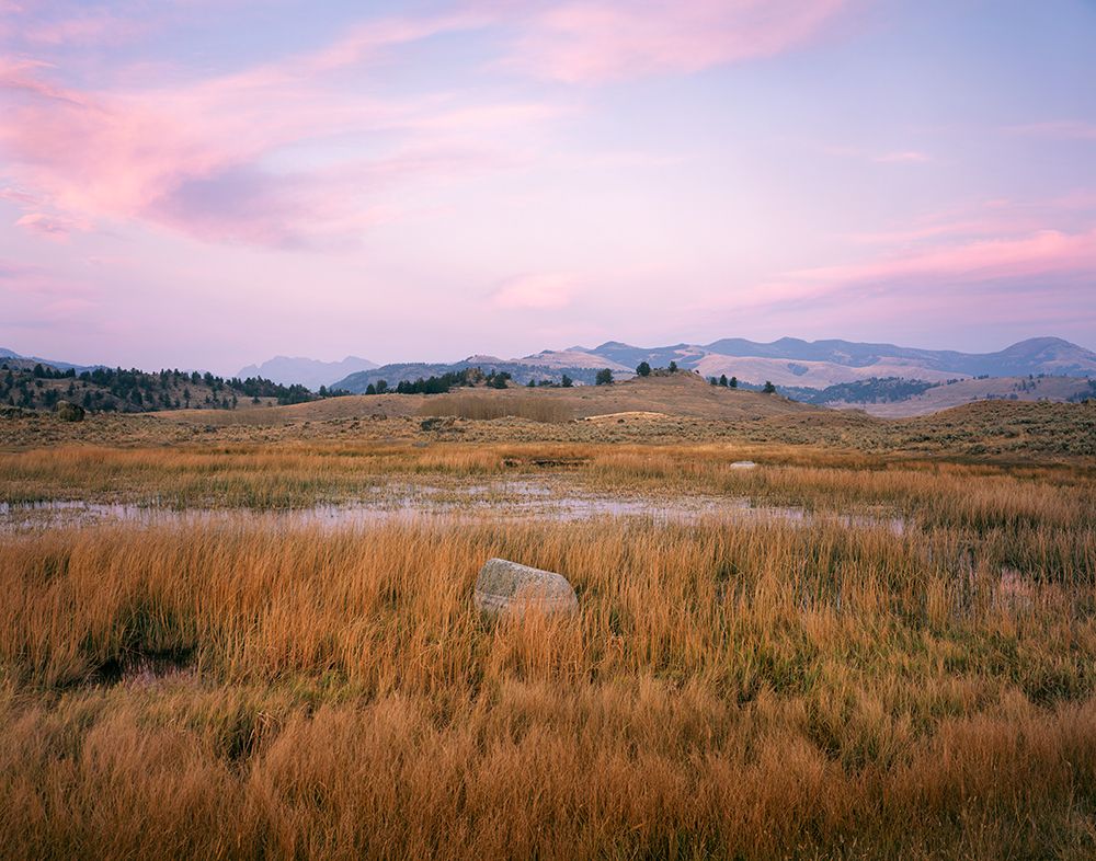 Morning Light, Rock and Grasses - Yellowstone art print by Jim Becia for $57.95 CAD