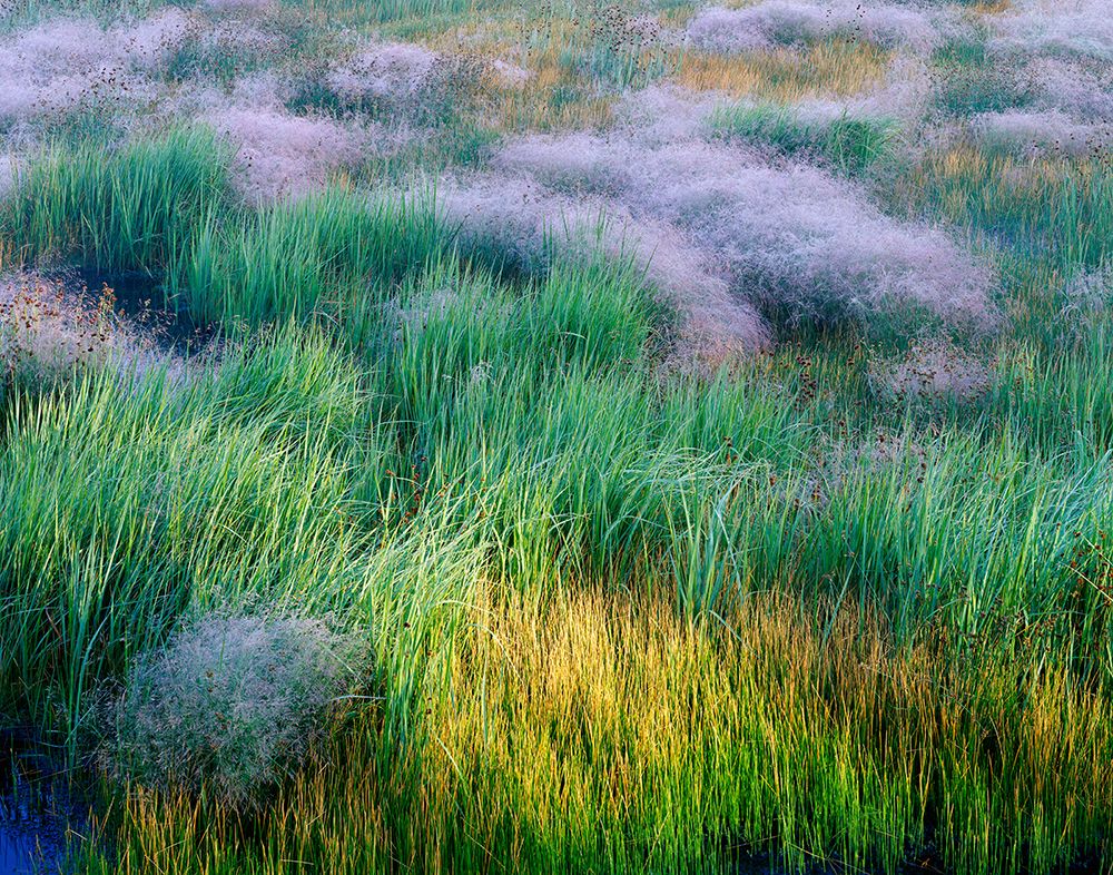 Yellow and Green Grasses - Yellowstone art print by Jim Becia for $57.95 CAD