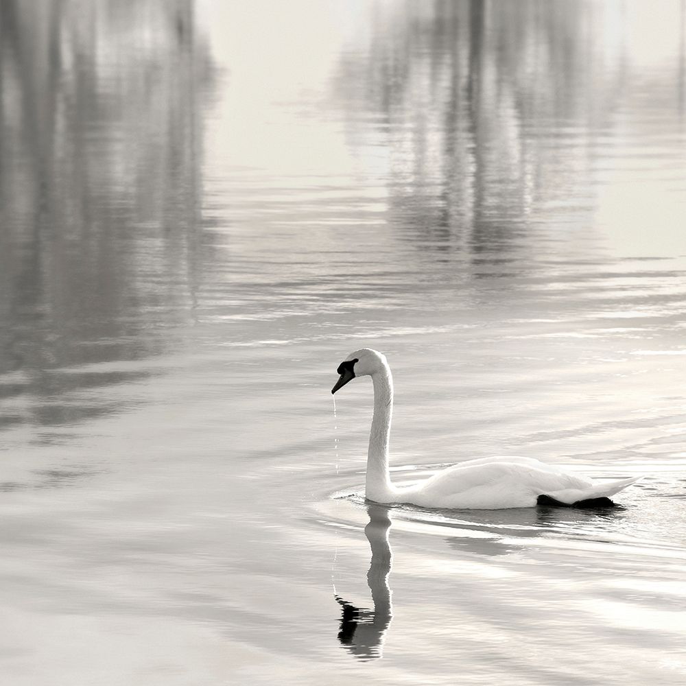 Sunlit Swan art print by Nicholas Bell for $57.95 CAD