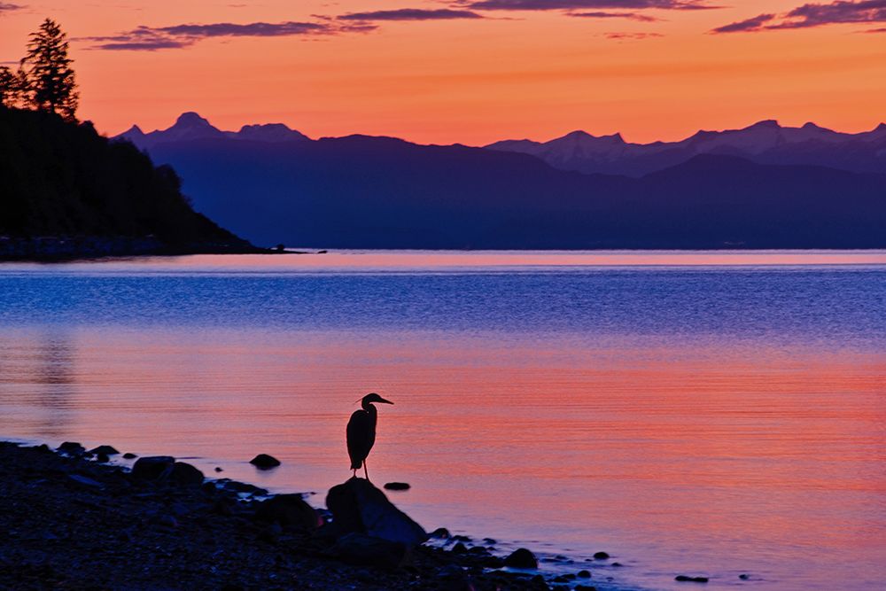 Apricot Dawn art print by Chuck Burdick for $57.95 CAD