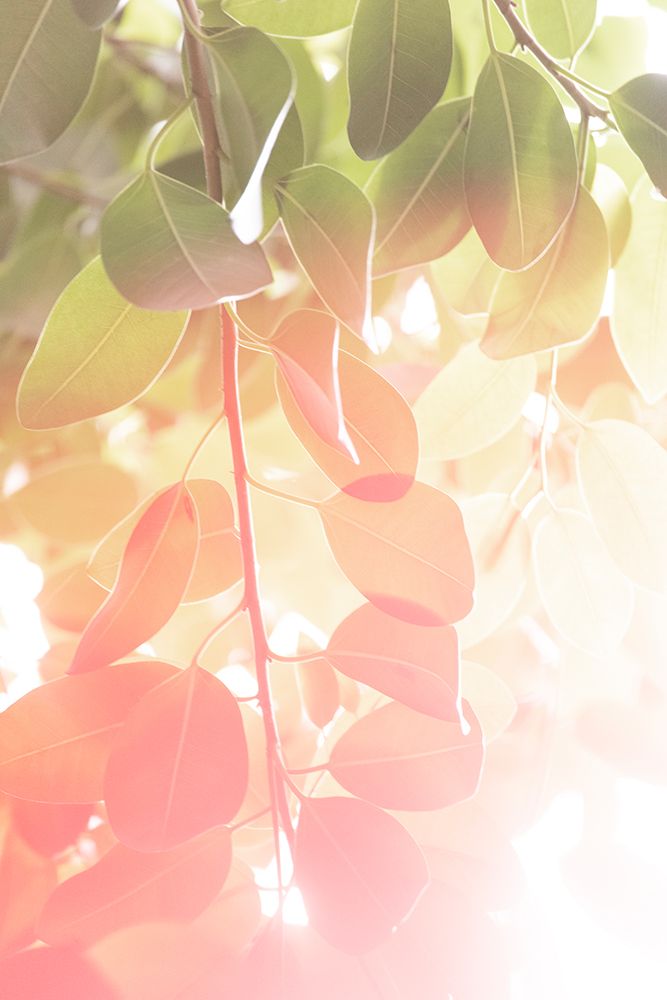 Summer Leaves No. 1 art print by Lynann Colligan for $57.95 CAD
