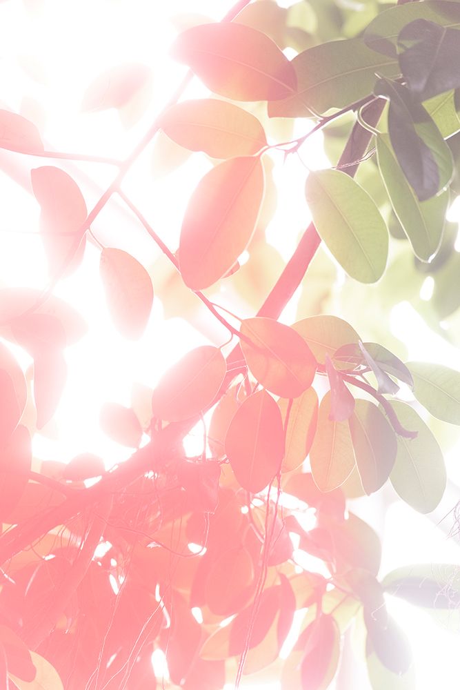 Summer Leaves No. 2 art print by Lynann Colligan for $57.95 CAD
