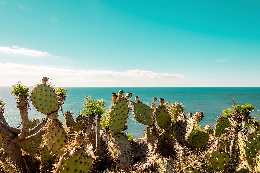 Cactuses Admiring the Ocean art print by Elena Chukhlebova for $57.95 CAD