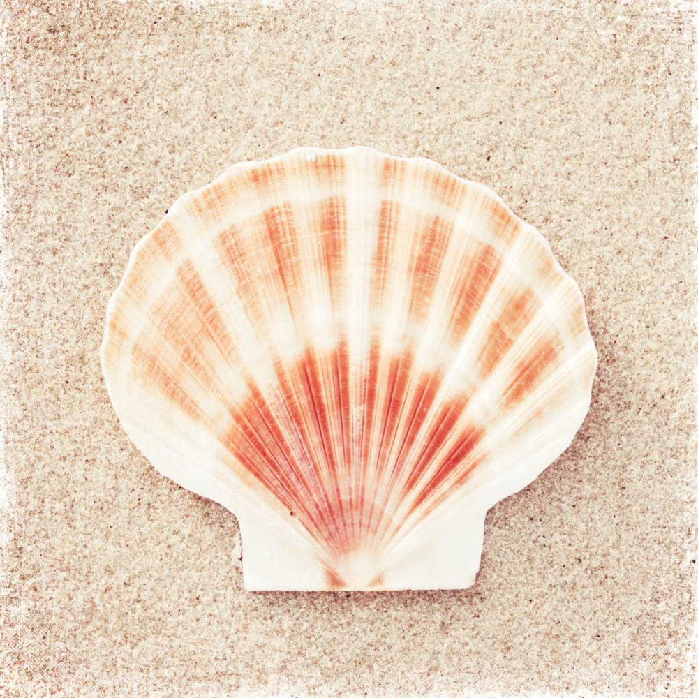 Scallop Shell art print by Carolyn Cochrane for $57.95 CAD