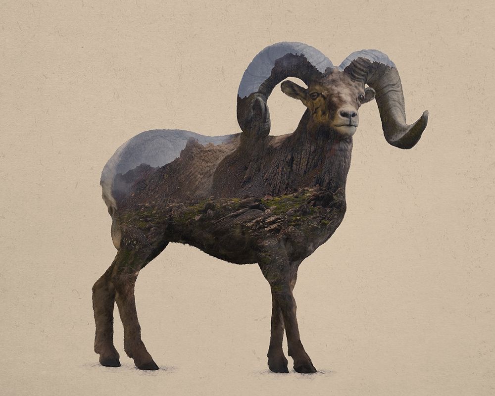 Rocky Mountain Bighorn art print by Davies Babies for $57.95 CAD