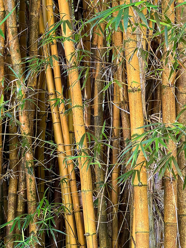 Bamboo Forest art print by Nicole Dell for $57.95 CAD
