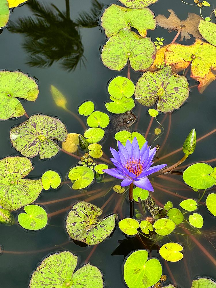 Hana Reflection Pond with Frog art print by Nicole Dell for $57.95 CAD