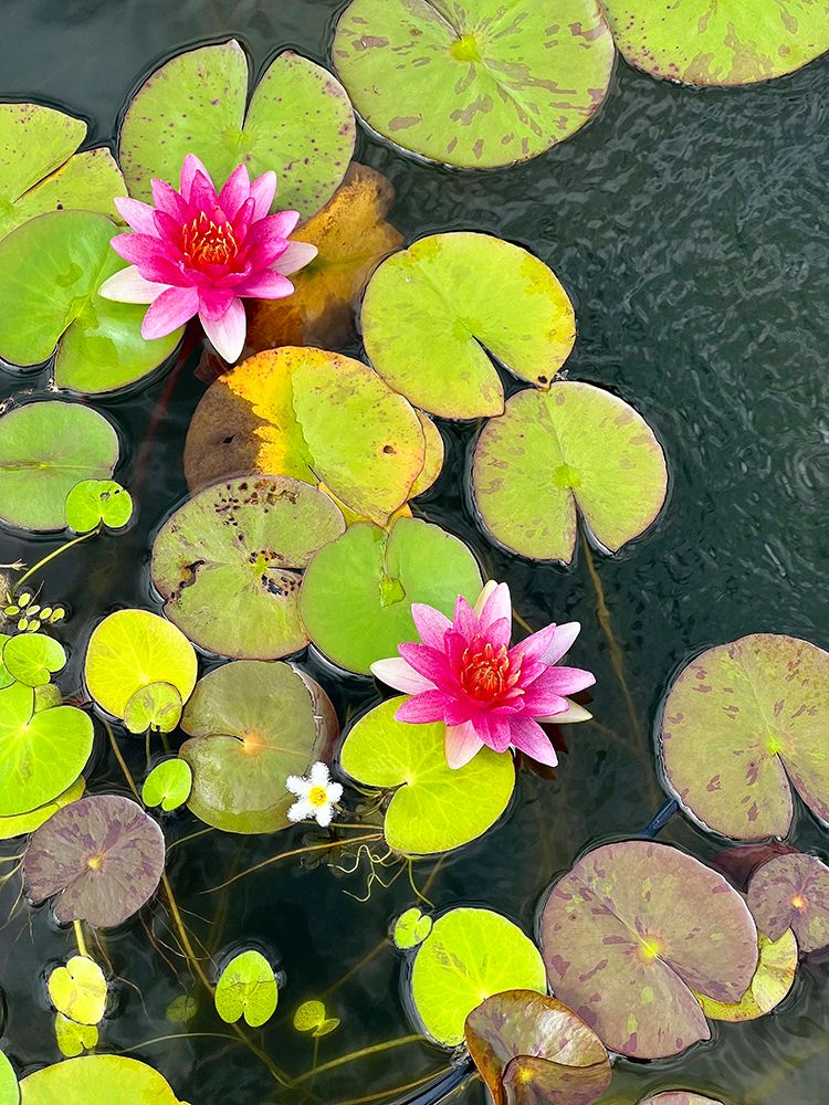 Hana Reflection Pond art print by Nicole Dell for $57.95 CAD