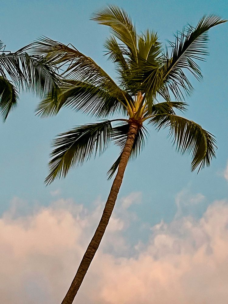 Palm in Wailea art print by Nicole Dell for $57.95 CAD