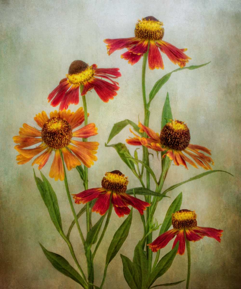 Cabaret art print by Mandy Disher for $57.95 CAD