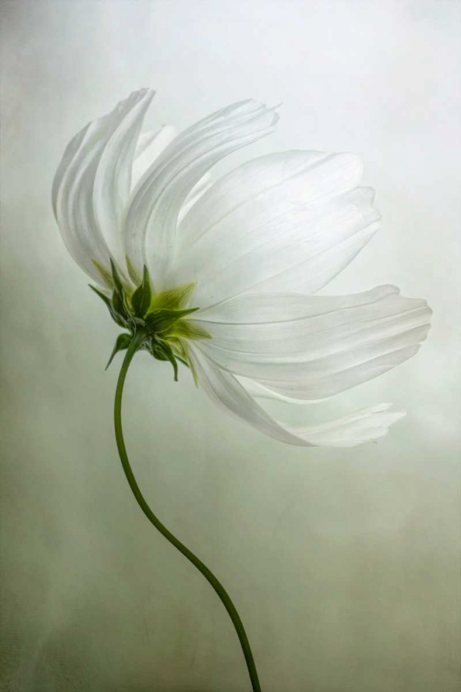 Cosmos Charisma art print by Mandy Disher for $57.95 CAD