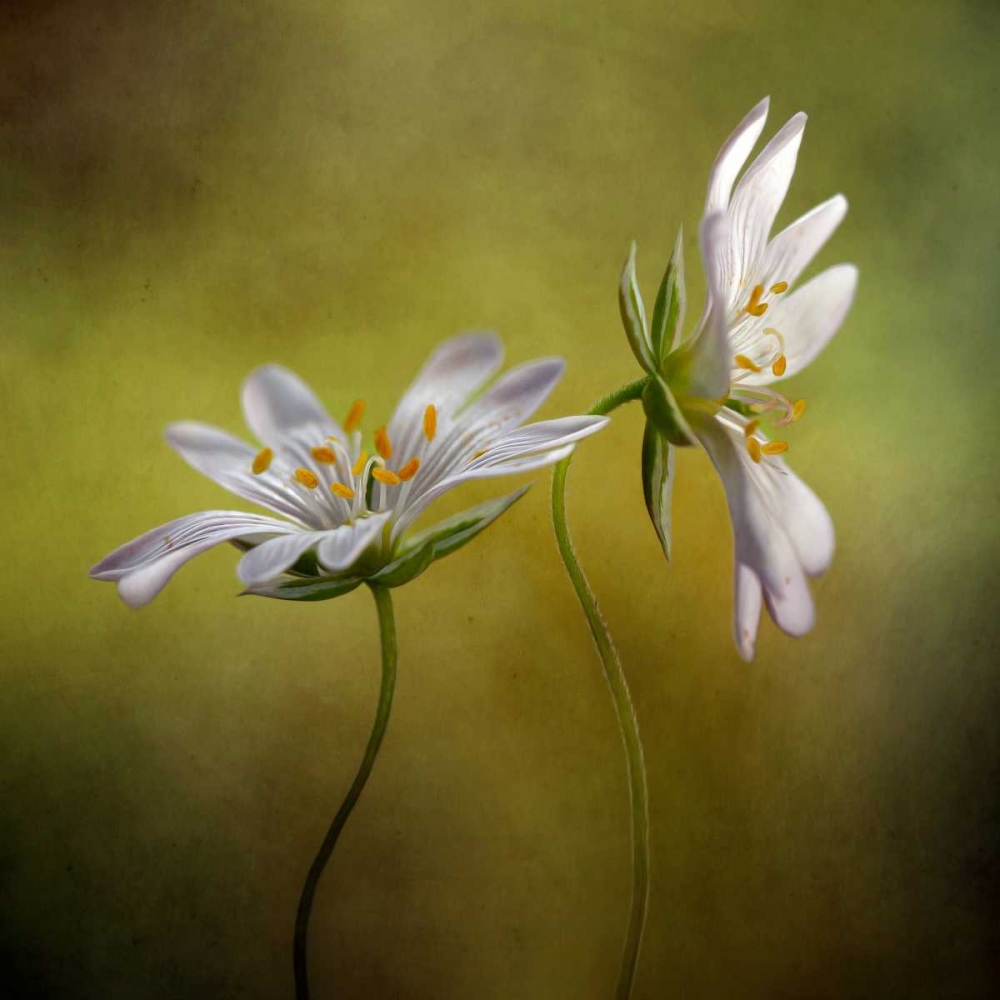 Echo art print by Mandy Disher for $57.95 CAD