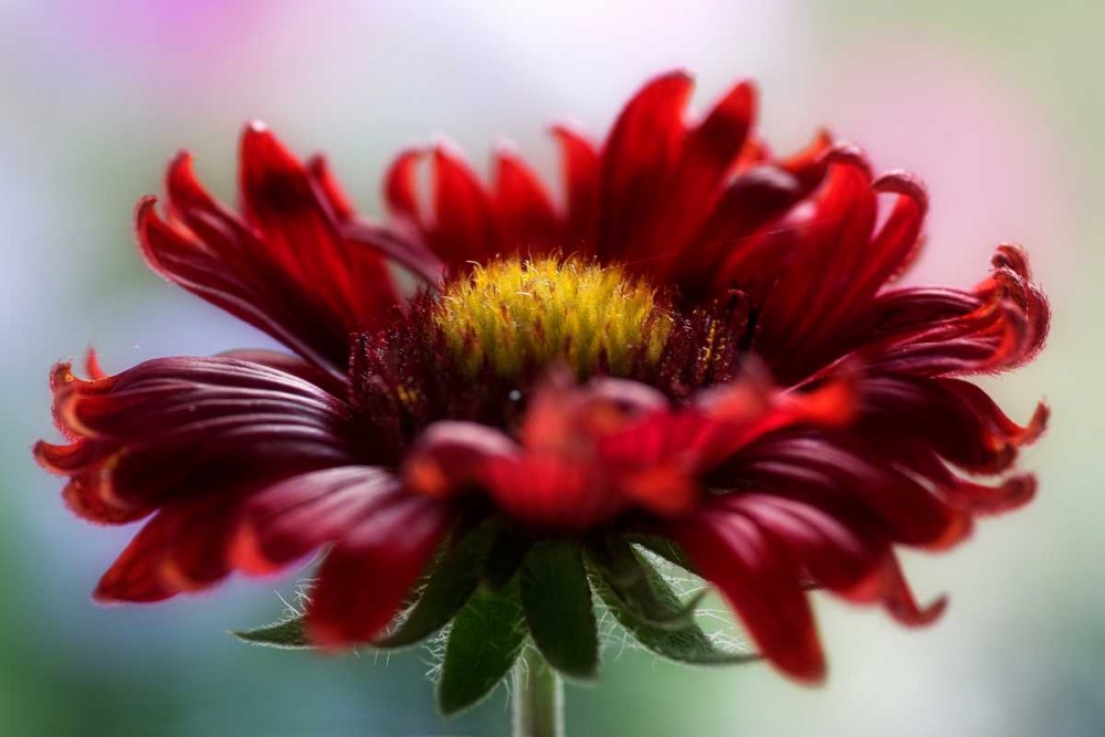 Flame art print by Mandy Disher for $57.95 CAD