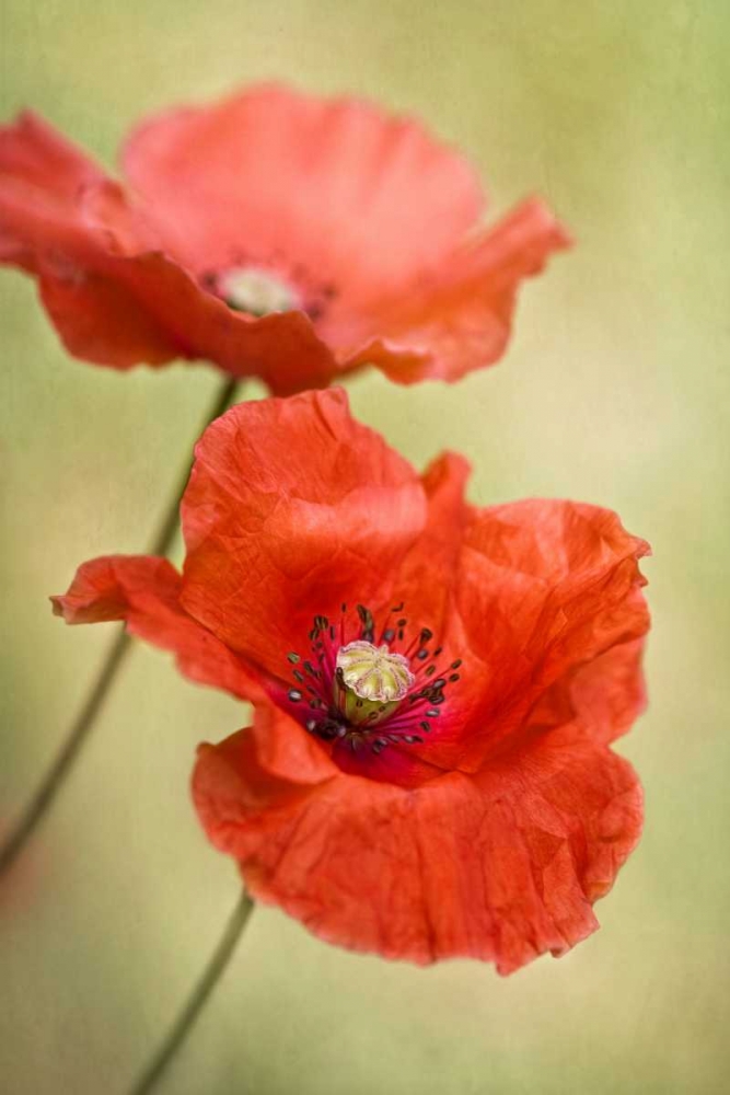 Papaver Passion art print by Mandy Disher for $57.95 CAD