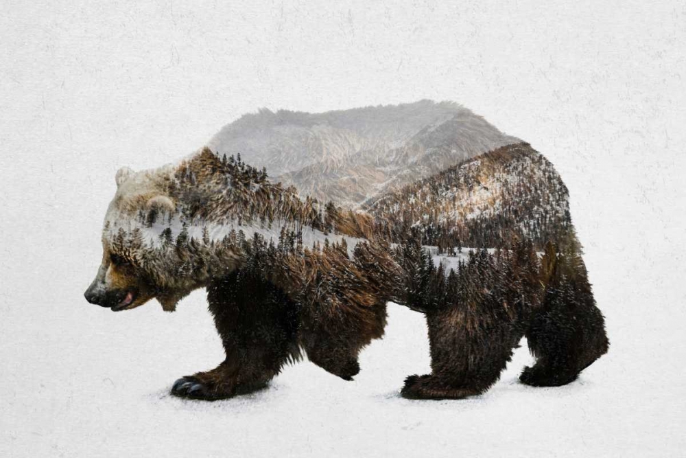 The Kodiak Brown Bear art print by Davies Babies for $57.95 CAD