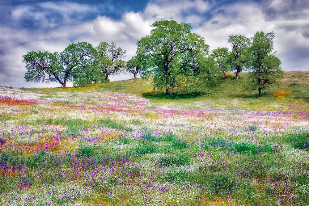 Wildflowers and Oak Trees art print by Dennis Frates for $57.95 CAD