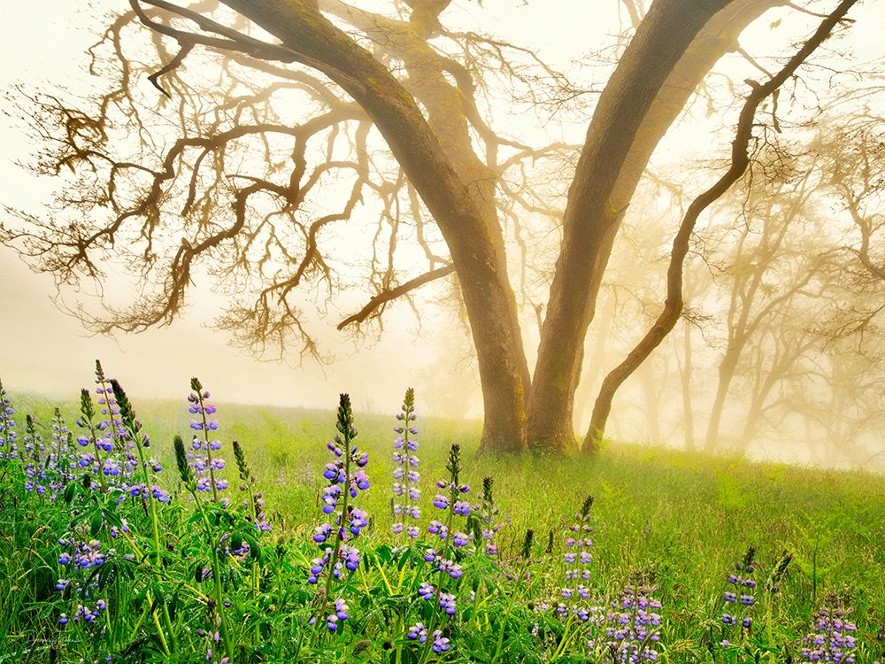 Lupines in Rain and Fog art print by Dennis Frates for $57.95 CAD