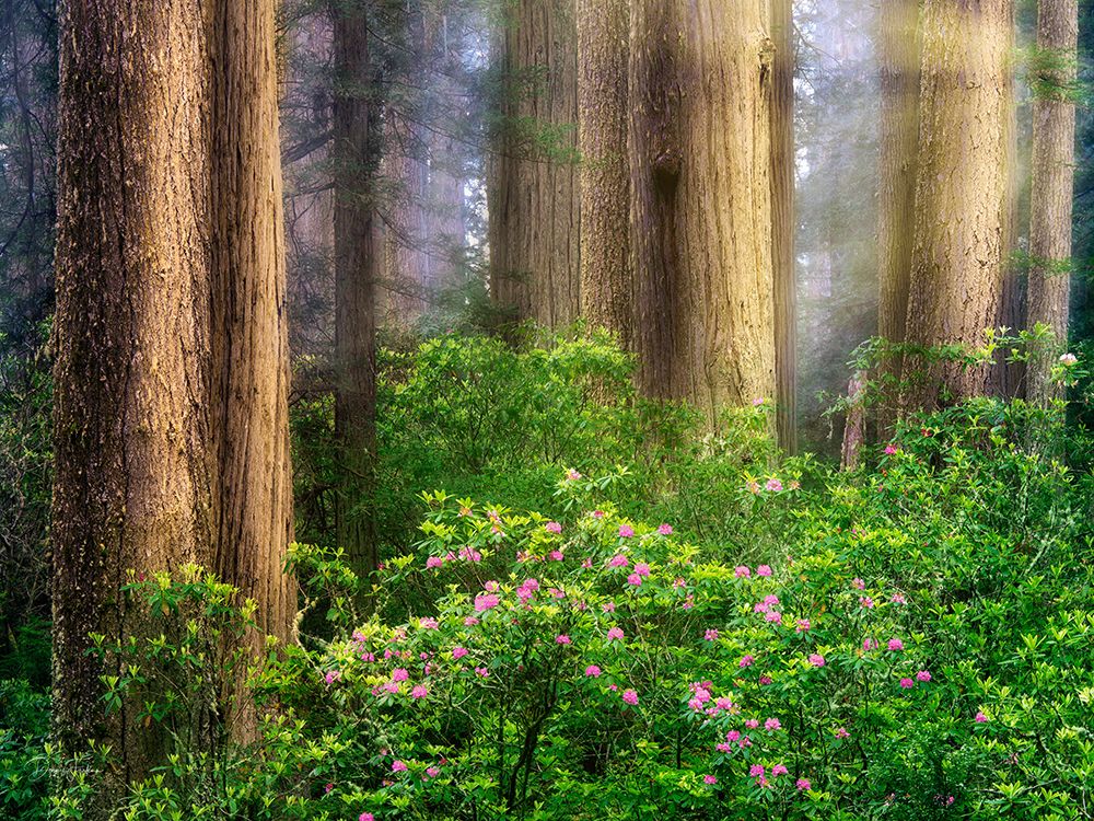 Blooming Trees art print by Dennis Frates for $57.95 CAD