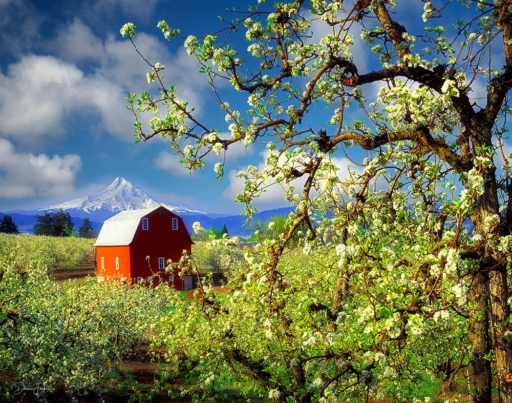Mount Hood and Barn art print by Dennis Frates for $57.95 CAD