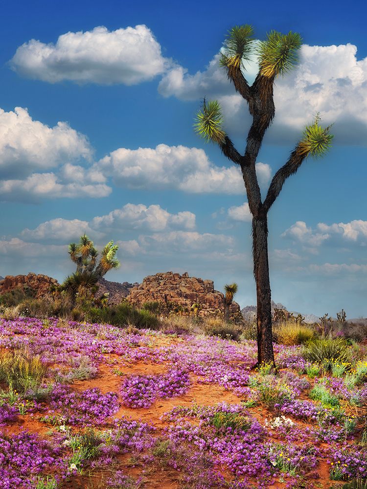 Joshua Trees and Verbena art print by Dennis Frates for $57.95 CAD