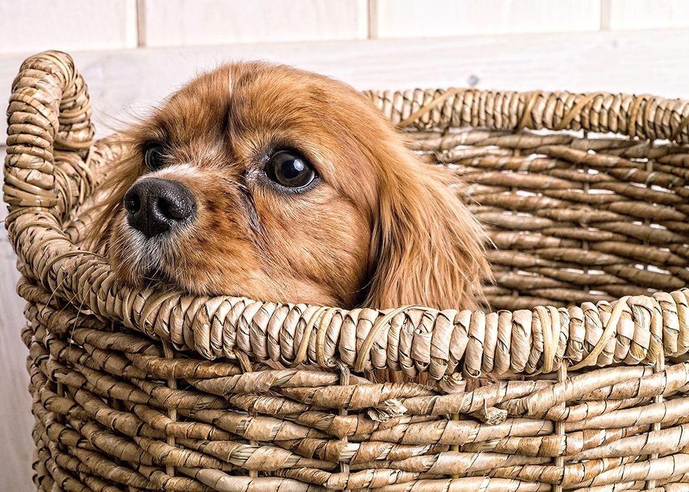 Puppy in a Laundry Basket art print by Edward M. Fielding for $57.95 CAD